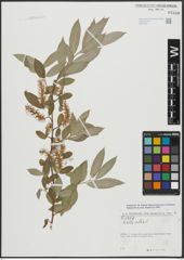 Foto von Salix alba L.